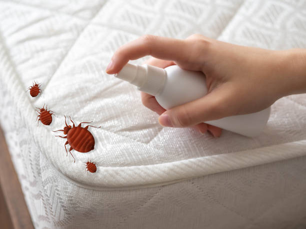 Best Spider Control Near Me  in Fair Oaks, VA
